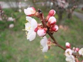 vår blomma bakgrund med aprikos. skön natur scen med blommande träd och blå himmel foto