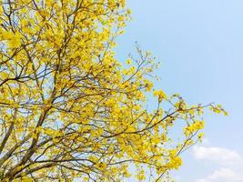 beskära se av gul blommor på ljus blå himmel bakgrund. foto