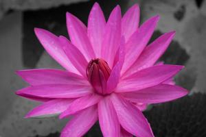rosa lotusblomma foto