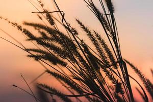 silhuett av vilda gräs på solnedgången bakgrund