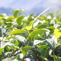 vackra gröna tegröda trädgårdsrader scen med blå himmel och moln, designkoncept för den färska teproduktbakgrunden, kopieringsutrymme. foto