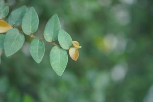 grön blad bakgrund naturlig skönhet foto