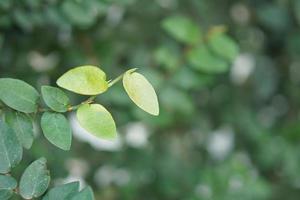 grön blad bakgrund naturlig skönhet foto