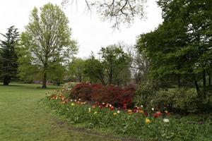 tulpan blomma i baltimore sherwood trädgårdar foto