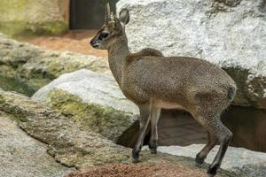 kplipspringer antilope från afrika porträtt foto