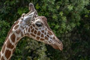 tanzania giraff stänga upp porträtt isolerat på grön foto