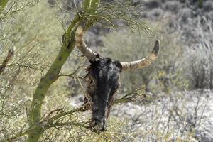 död- ko skalle på kaktus foto