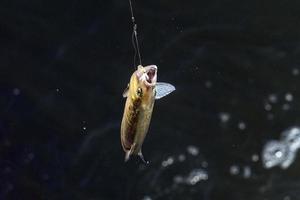 fastnat fisk på fiske stång i en flod foto