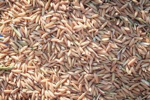 närbild av torkat ris foto