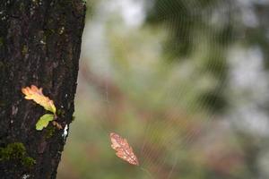 höst löv Färg i de skog foto