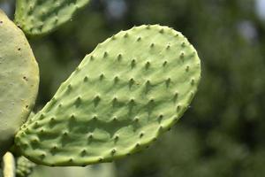 taggig päron sicilien medelhavs hav kaktus foto