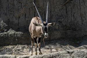 oryx afrikansk antilop porträtt foto