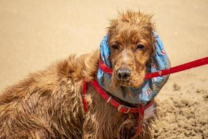 hund engelsk cockerspaniel spaniel på de strand grävning sand foto