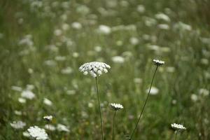 fält av ammi majus. bullwort, drottning anne spets, spetsblomma rörd förbi vind foto