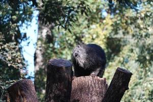 bin turong asiatisk endangered specie foto