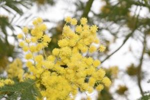 blomning gul mimosa på en träd foto