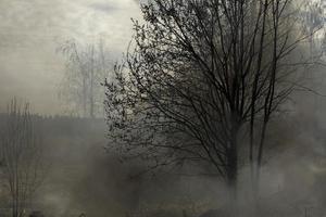 svart rök från brand. brinnande av sopor. förstörelse av natur. miljö- katastrof. foto