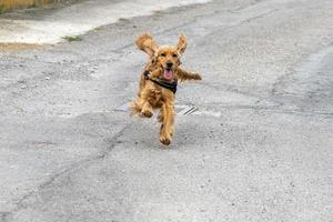 Lycklig valp hund cockerspaniel spaniel löpning foto