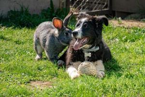 kanin och hund spelar tillsammans foto