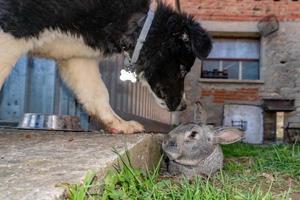 kanin och hund spelar tillsammans foto