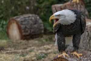 amerikansk skallig örnporträtt foto