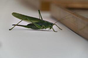 grön gräshoppa inuti hus foto