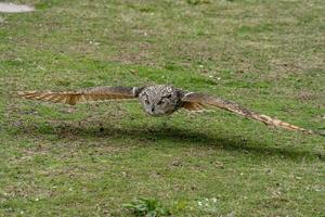 grå Uggla medan flygande stänga till de gräs jord foto