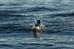 flytta effekt på delfin medan Hoppar i de djup blå hav foto
