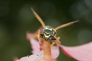 geting ser på du på en blad foto