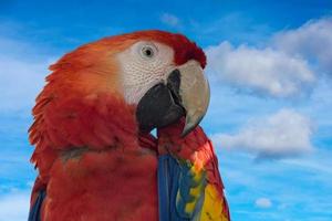 papegoja på djup blå himmel bakgrund foto