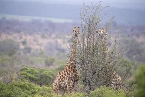 giraff i kruger parkera söder afrika foto