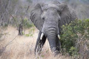 elefant medan äter marula träd frukt i kruger parkera söder afrika foto