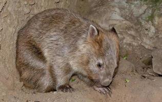 wombat grävare Björn ftom Australien porträtt foto
