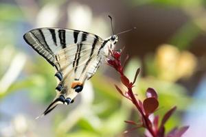 svälja svans fjäril machaon stänga upp porträtt foto