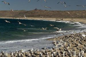 pelikan fiskmås många fåglar i baja kalifornien strand mexico foto