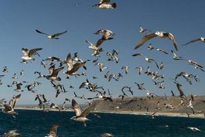 pelikan fiskmås många fåglar i baja kalifornien strand mexico foto