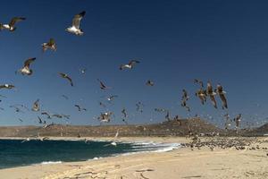 pelikan fiskmås många fåglar i baja kalifornien strand mexico foto