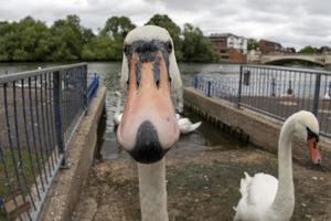 svan på thames flod England foto