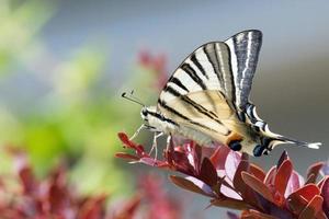 svälja svans fjäril machaon stänga upp porträtt foto