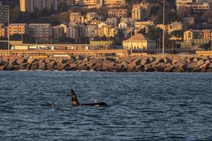 späckhuggare mördare val inuti genua habor i medelhavs hav foto