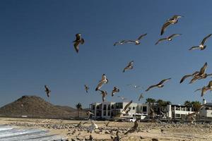 många fåglar pelikaner fiskmås på baja kalifornien sur strand punta lobos foto