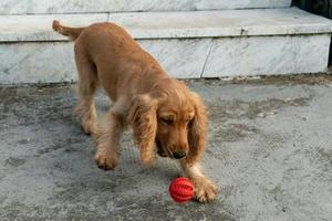 valp hund cockerspaniel spaniel spelar med boll foto