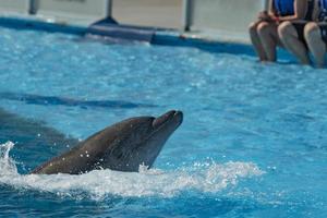 delfinarium akvarium delfin i visa foto