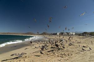 många fåglar pelikaner fiskmås på baja kalifornien sur strand punta lobos foto