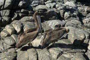 många fåglar pelikaner fiskmås på baja kalifornien sur strand punta lobos foto