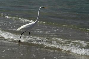 vit häger häger på baja kalifornien sur strand cherritos foto