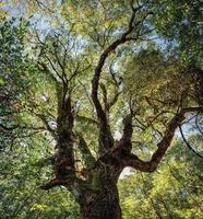 stort grönt träd och solljus i regnskogen foto