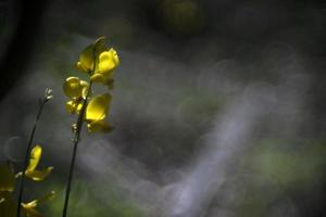 blomma isolerat på bubbla bokeh foto