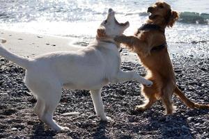 ung hundar valp spelar på de strand spaniel cockerspaniel och hämta foto