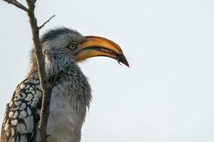 gulnäbbad hornbill i kruger parkera söder afrika foto